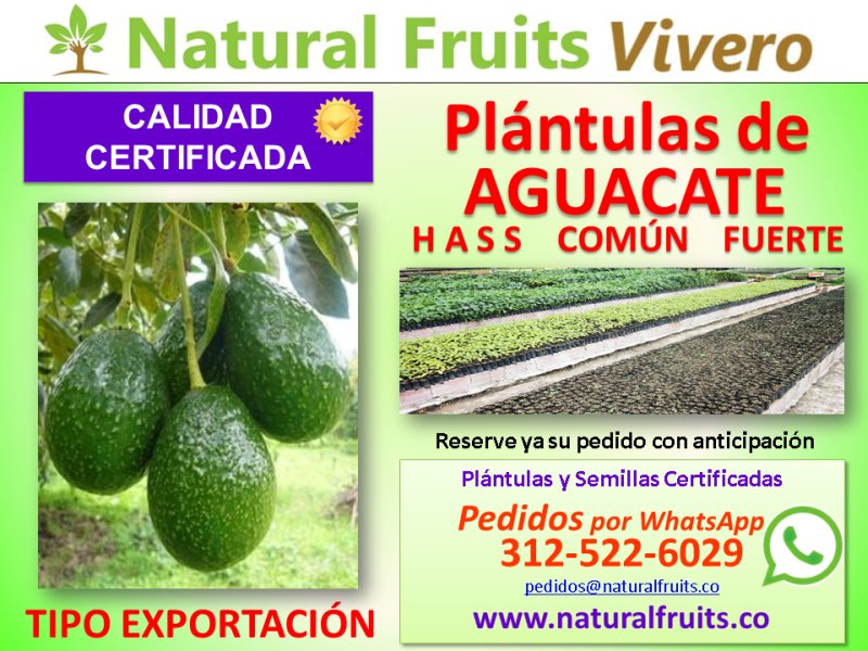 plántulas de aguacate hass calidad certificada exportacion Persea americana vivero cundinamarca colombia
