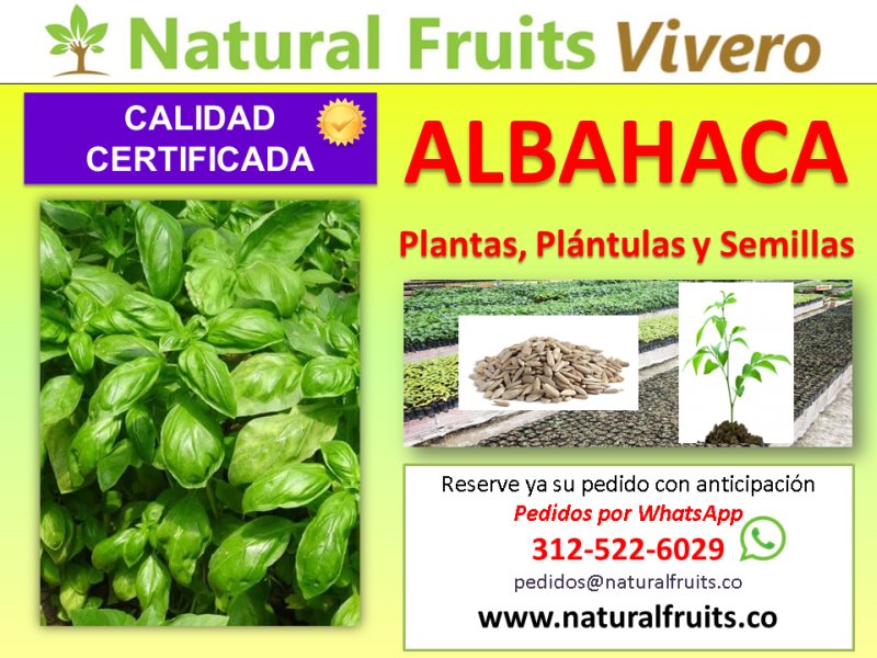 albahaca plantas y semillas