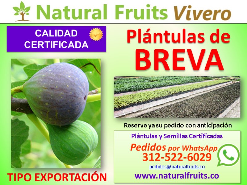 plantulas con calidad de exportacion, Ficus carica,  higuera
