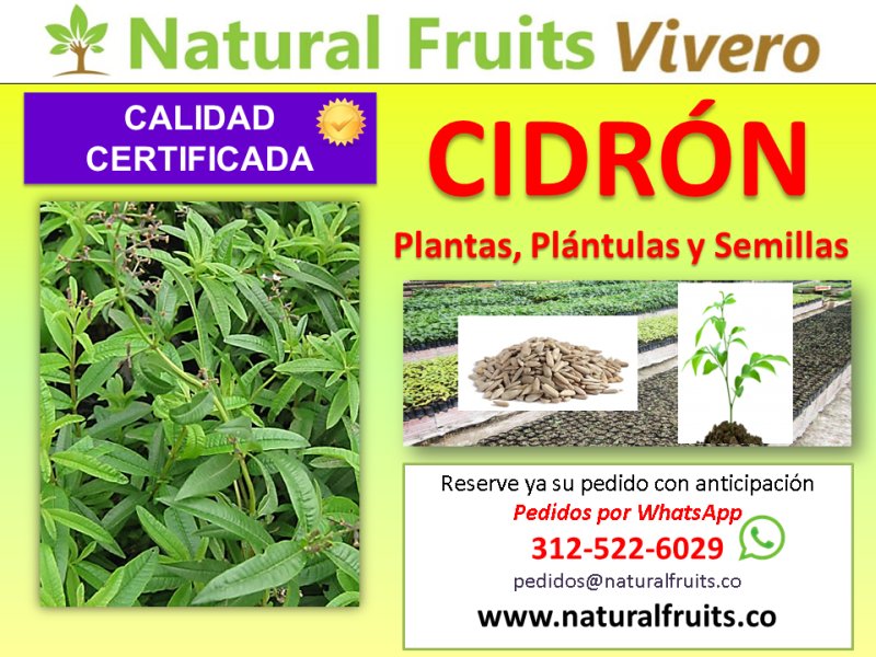 plantas y semillas cidron