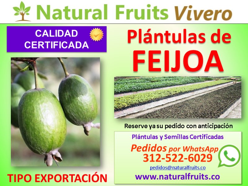 plantulas de feijoa con calidad de exportacion