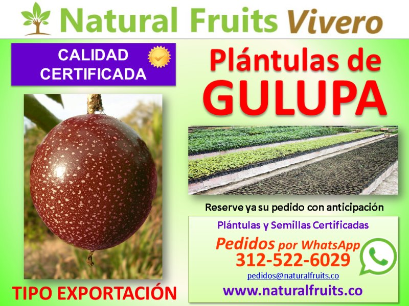 plantulas y semilla de gulupa , Passiflora edulis