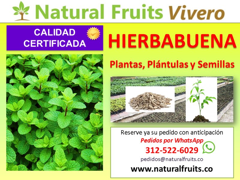 hierbabuena plantas y semillas