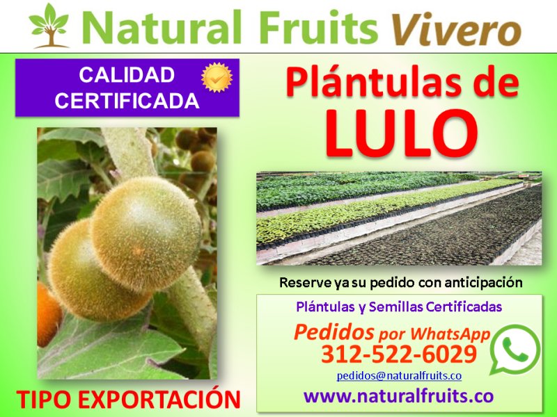 vivero con calidad certificada, Solanum quitoense Lam.