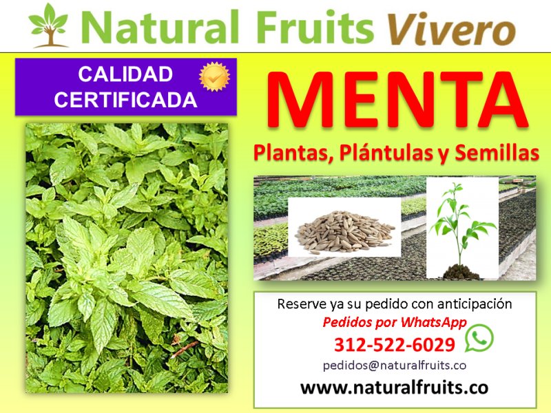 menta plantas y semillas