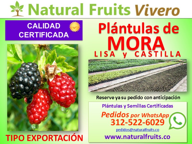  vivero con calidad certificada, rubus glaucus