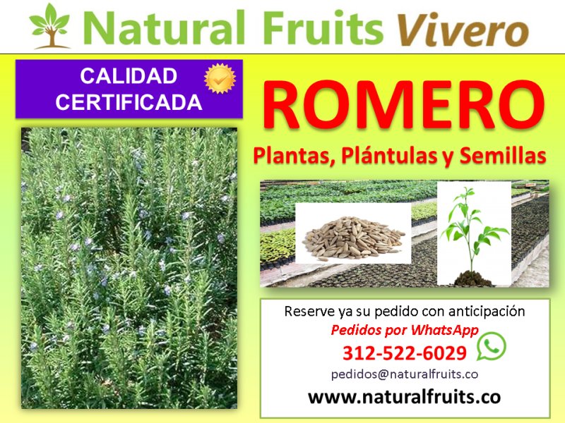 romero plantas y semillas