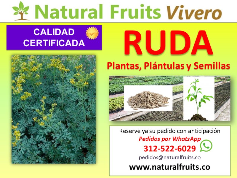 Plántulas Ruda Cundinamarca Bogotá Vivero Aromáticas