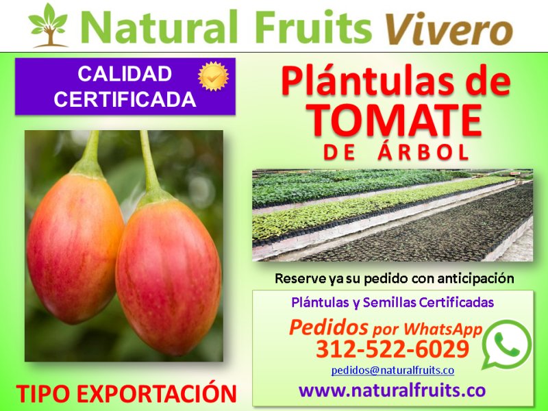 plantulas certificadas, tipo exportacion, tamarillo