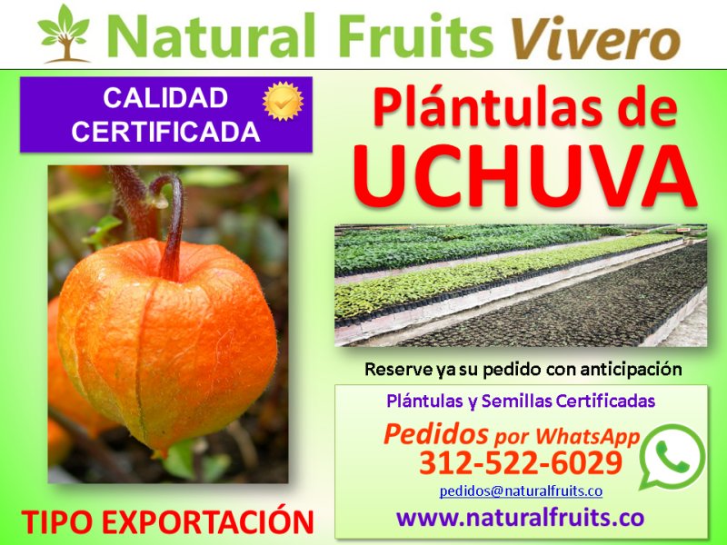 Plántulas de Uchuva, Vivero con Calidad de Exportación Certificada, Physalis Peruviana, Asesoria Especializada  Physalis peruviana